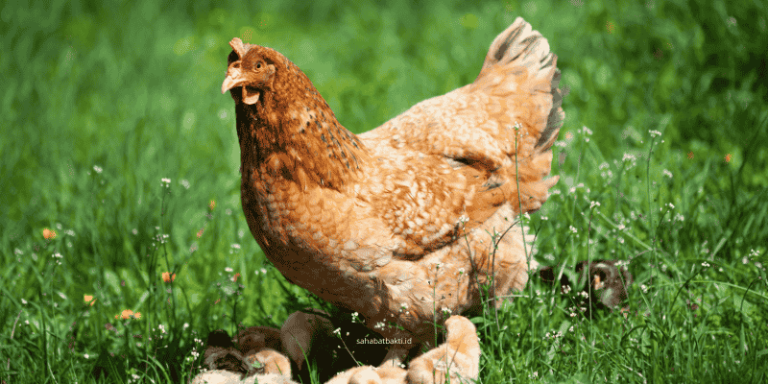 Bolehkah Berqurban dengan Ayam? Penjelasan Lengkap Berdasarkan Syariat Islam